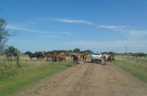 Secuestraron equinos sueltos en la vía pública