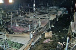 Imagen del criadero de cerdos incendiado en Todd.