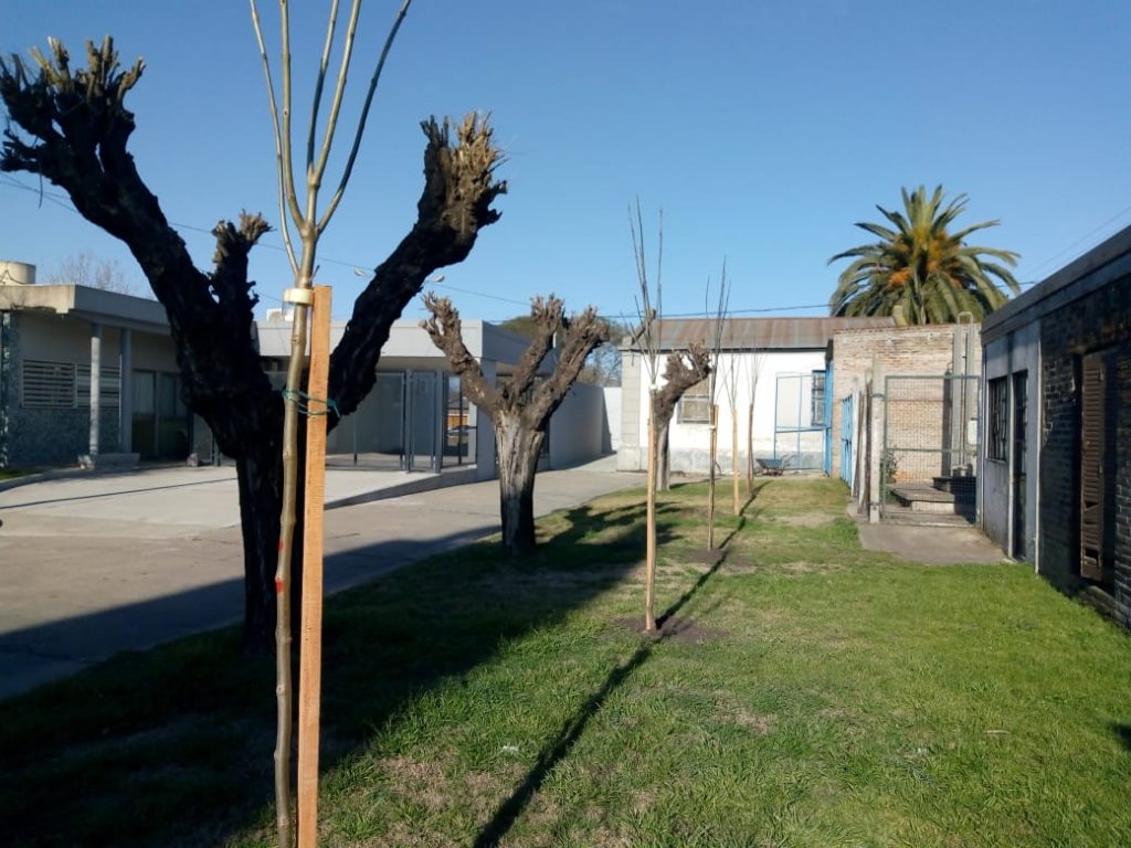 Nace un niño, nace un árbol: programa de forestación