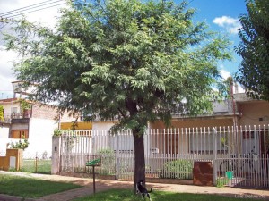 Plan de reforestación urbano para Chacabuco.