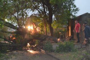 Imagen del lugar dónde cayó el árbol.