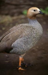 El Cauquén Colorado en serio riesgo de extinción.