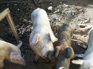 Seis casos de triquinosis en Chacabuco.