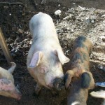 Charla para productores porcinos en Chacabuco.
