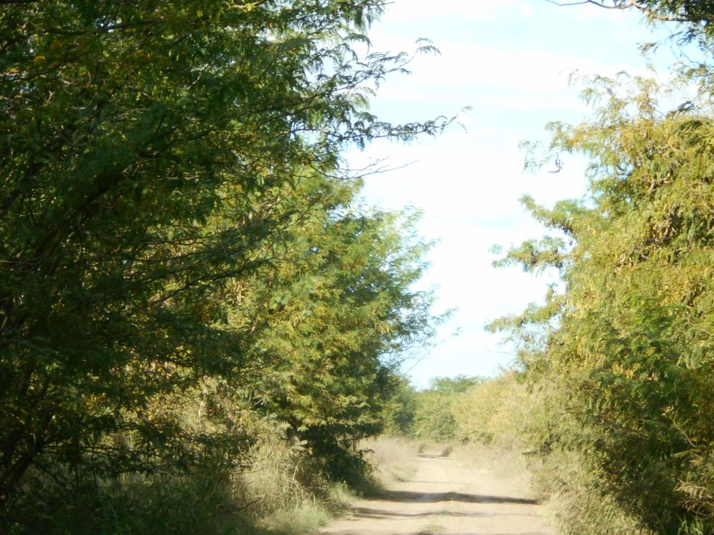 La imagen pertenece a Ruta Provincial 42, en inmediaciones de San Patricio, sobre uno de los laterales de estancia “La Emilia.