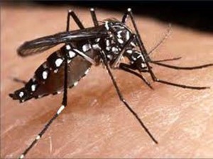 Prevención del Dengue.