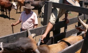 El Senasa declaró el estado de alerta sanitario por el brote de fiebre aftosa en Paraguay.