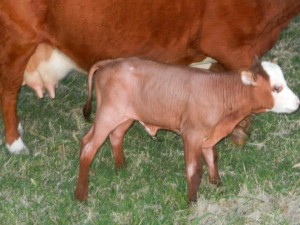 El  ternero sin pelo junto a su madre.